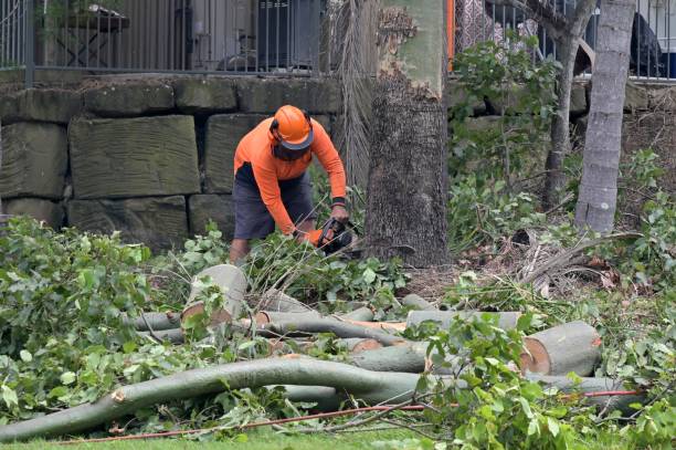 Emergency Storm Tree Removal in West Branch, MI